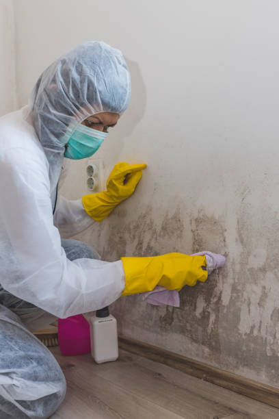 Best Mold Prevention Services  in USA